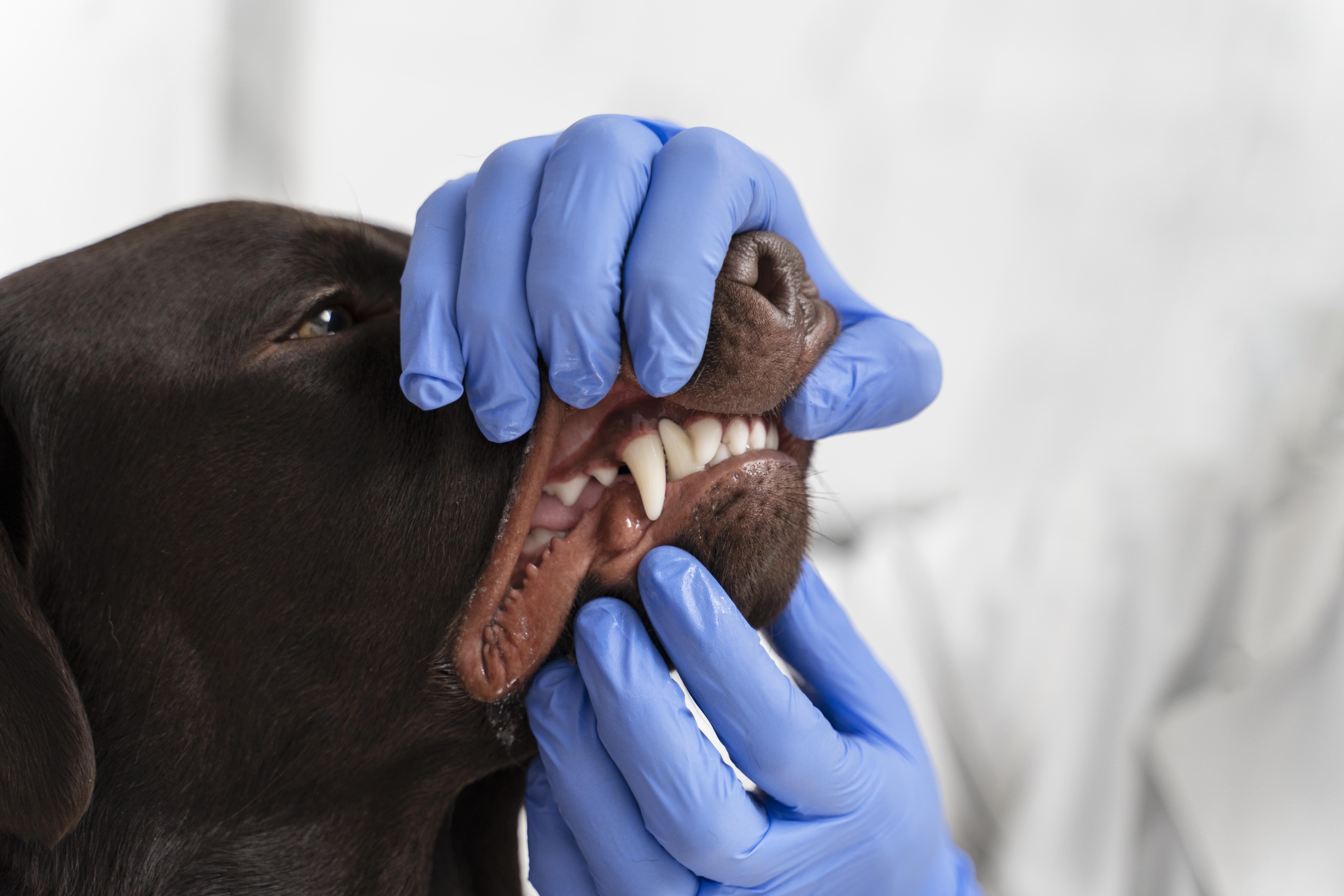 Зачем и как чистить зубы собаке?