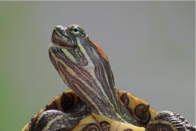 Черепаха. Самая популярная домашняя рептилия.